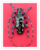 Asian Longhorn Beetle