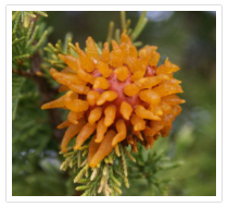 Cedar Apple Rust