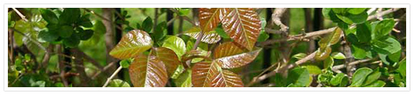 20% off Poison Ivy Control