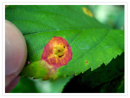 Leaf Lesion