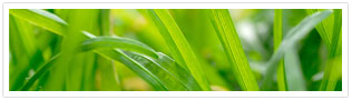 20% off Plant Care Program