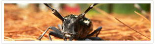 Asian Long Horned Beetle Protection Program