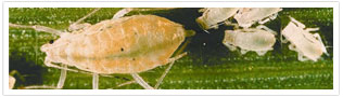 The Trouble with Aphids
